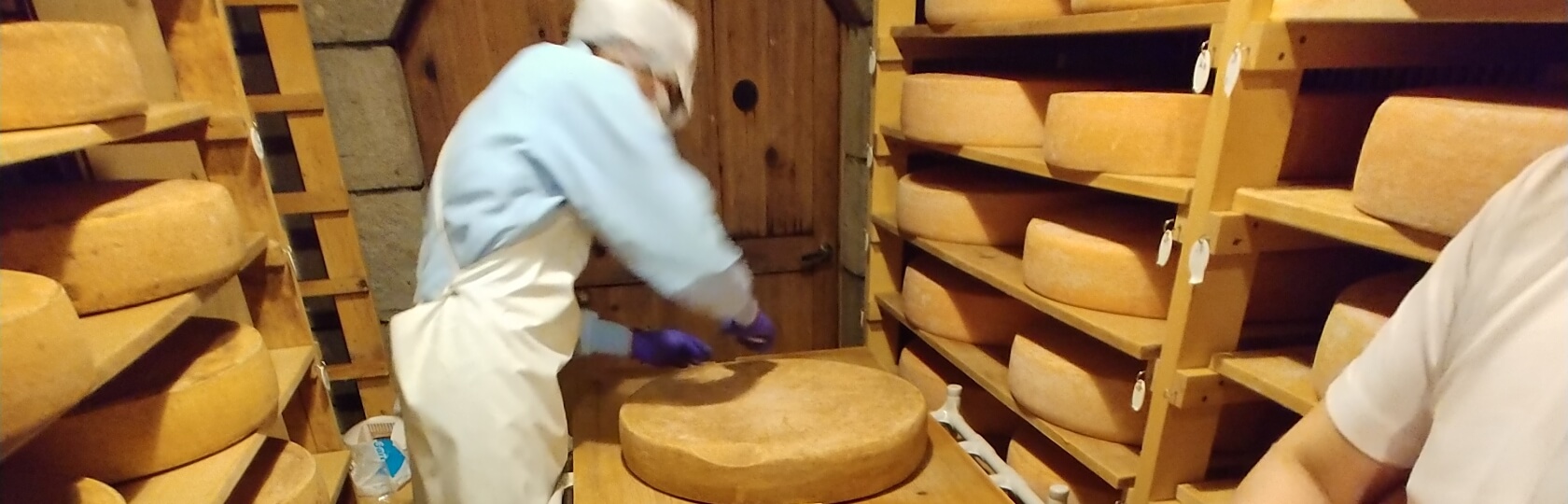 発酵室でチーズを切り分ける